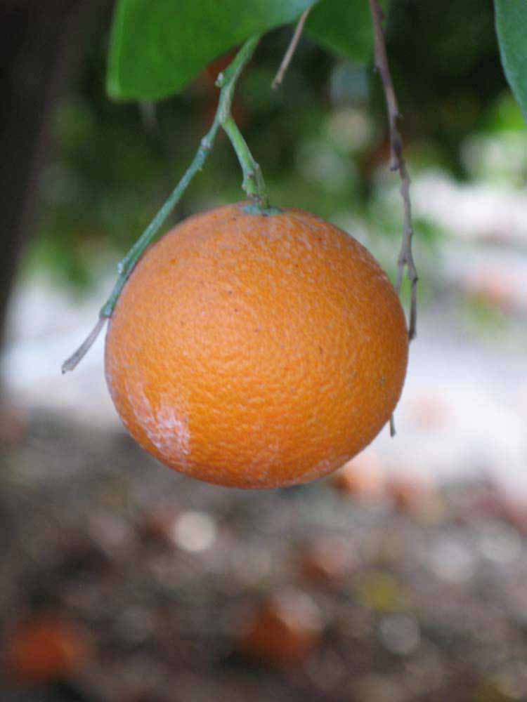            Fruit (Riverside, CA)   